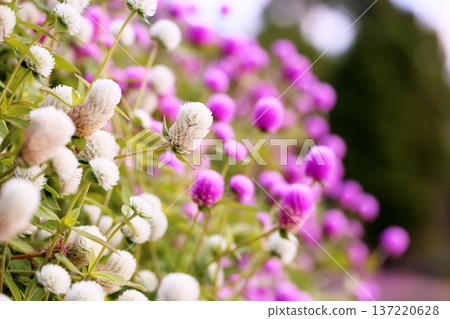 Refreshing Globetrotter Flowers Refreshing Globetrotter Flowers 137220628