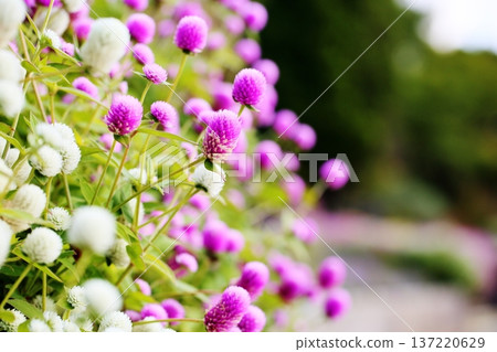 Cute globe amaranth flowers Cute globe amaranth flowers 137220629