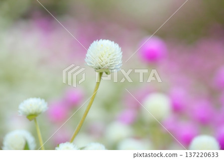 清新的環球旅行者花朵 137220633