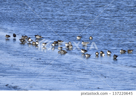 Pintail Pintail 137220645