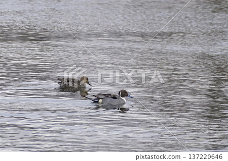 Pintail Pintail 137220646