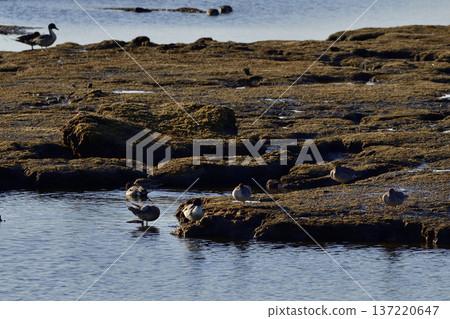 Pintail Pintail 137220647