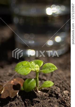 Green seedling emerging from dark soil beside a euro coin, soft-focus glass in background symbolizing sustainable investments nurturing financial growth and climate progress Green seedling emerging from dark soil beside a euro coin, soft-focus glass in background symbolizing sustainable investments nurturing financial growth and climate progress 137220967