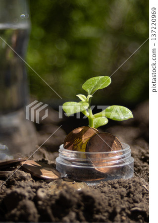 Young plant sprouting from a small jar of coins in rich soil, symbolizing sustainable finance and eco growth Young plant sprouting from a small jar of coins in rich soil, symbolizing sustainable finance and eco growth 137220969