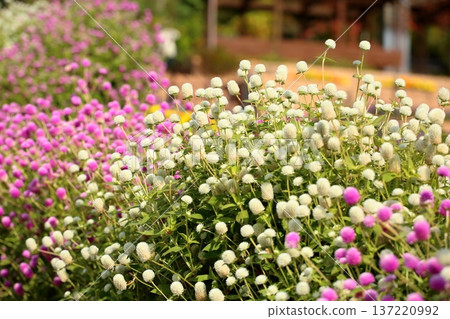 Refreshing Globetrotter Flowers Refreshing Globetrotter Flowers 137220992