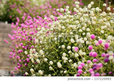 Refreshing Globetrotter Flowers 137220993