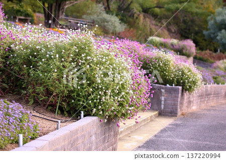 Refreshing Globetrotter Flowers Refreshing Globetrotter Flowers 137220994