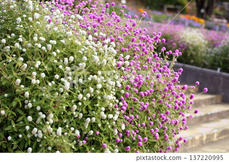 清新的環球旅行者花朵 137220995