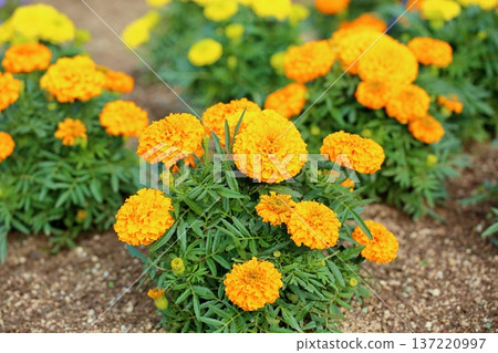 萬壽菊花 萬壽菊花 137220997