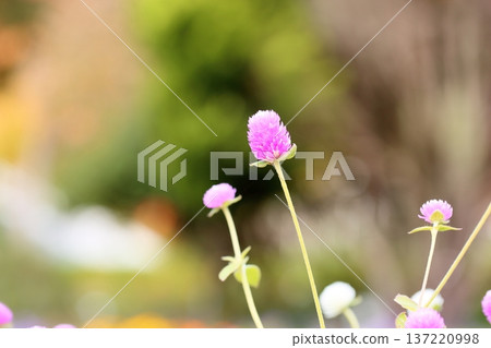 Cute globe amaranth flowers 137220998