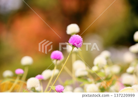 Cute globe amaranth flowers 137220999
