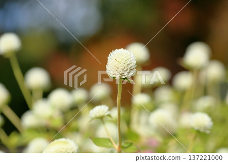 清新的環球旅行者花朵 137221000