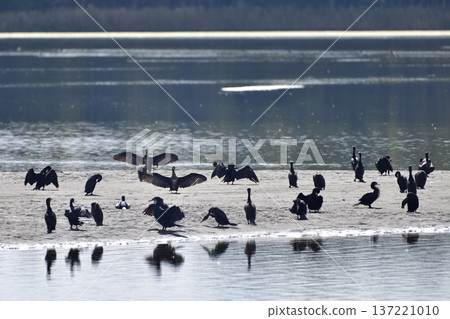 Cormorant Cormorant 137221010