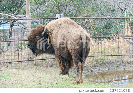 American bison American bison 137221028