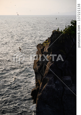 Cliffs illuminated by the morning sun and swifts flying along the coast - Jogasaki Coast Cliffs illuminated by the morning sun and swifts flying along the coast - Jogasaki Coast 137221138