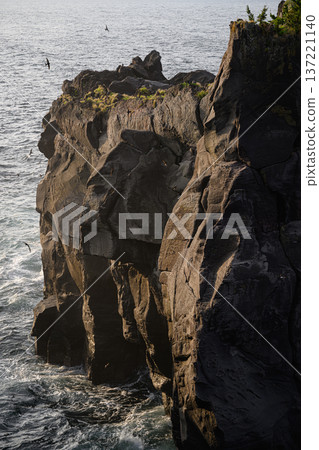 Cliffs illuminated by the morning sun and swifts flying along the coast - Jogasaki Coast Cliffs illuminated by the morning sun and swifts flying along the coast - Jogasaki Coast 137221140