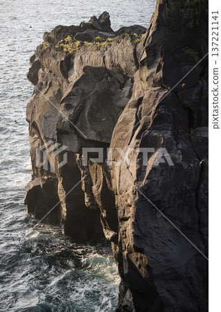 Cliffs illuminated by the morning sun and swifts flying along the coast - Jogasaki Coast 137221141