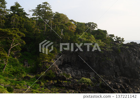 懸崖上生長的樹木－城崎海岸風光 137221142