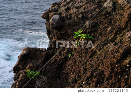 岩石縫隙間生長的植物-城崎海岸風光 岩石縫隙間生長的植物-城崎海岸風光 137221143