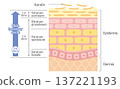 Skin turnover mechanism (approximately 28-day cycle) Diagram of epidermal cell regeneration and the stratum corneum 137221193