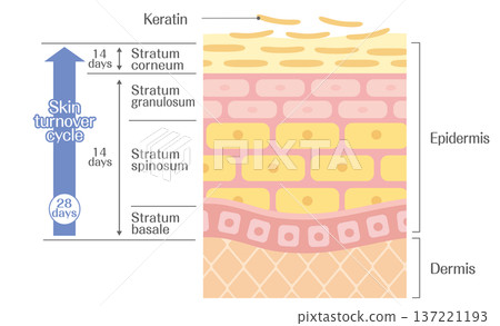 皮膚更新機制（約28天週期）表皮細胞再生及角質層示意圖 137221193
