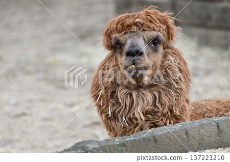 Look at Alpaca 137221210