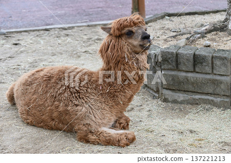 Alpaca sitting 137221213