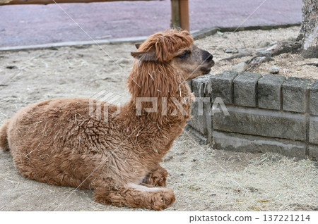 Alpaca sitting 137221214