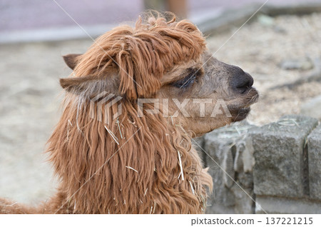 Look at Alpaca 137221215