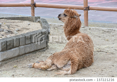 Alpaca sitting 137221216