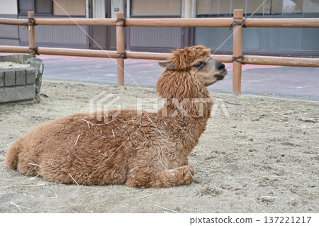 Alpaca sitting 137221217