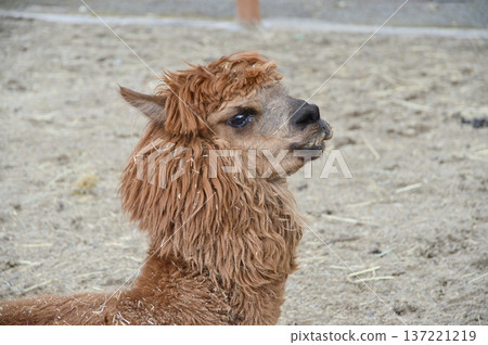 Look at Alpaca 137221219