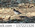 A Japanese Wagtail descends to the ground to search for food 137221326