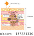 Cross-sectional view of skin and illustration of skin structure showing melanin production and active oxygen caused by ultraviolet rays 137221330