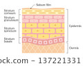 Anatomy of the epidermal layers (stratum corneum, stratum granulosum, stratum spinosum, stratum basale) 137221331
