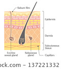 Anatomy of the skin: hair roots, sebaceous glands, sweat glands, and capillaries 137221332