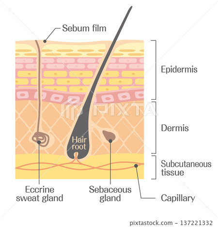 Anatomy of the skin: hair roots, sebaceous glands, sweat glands, and capillaries 137221332