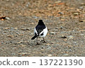 A Japanese Wagtail walking down to the ground 137221390