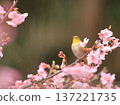 Bright pink Kawazu cherry blossoms and a Japanese white-eye 137221735