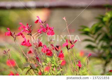 可愛的櫻桃鼠尾草花 可愛的櫻桃鼠尾草花 137221858