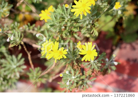Julius Daisy flowers Julius Daisy flowers 137221860