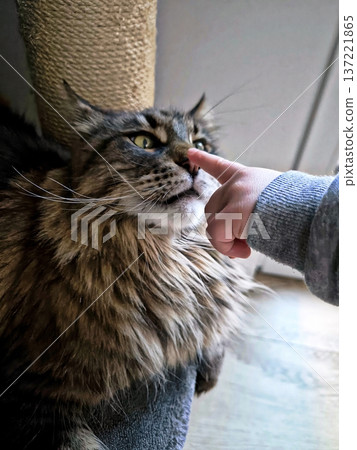 A child touches the nose of a fluffy Maine Coon cat with his finger. A child touches the nose of a fluffy Maine Coon cat with his finger. 137221865