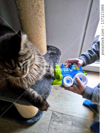 A child shows a blue toy train to a Maine Coon cat. A child shows a blue toy train to a Maine Coon cat. 137221866
