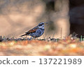 A thrush walking on the ground 137221989