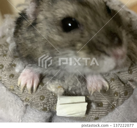 一隻侏儒倉鼠從袋子裡探出頭來 137222077