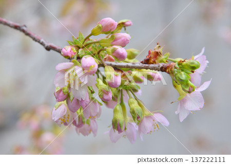 倉敷的喜馬拉雅櫻花 137222111