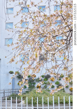 Himalayan cherry blossoms in Kurashiki Himalayan cherry blossoms in Kurashiki 137222115
