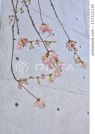 Himalayan cherry blossoms in Kurashiki Himalayan cherry blossoms in Kurashiki 137222116