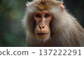 Japanese macaque face close-up 137222291