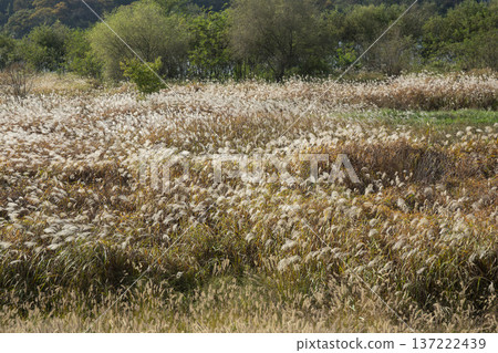 Han River bike path 137222439